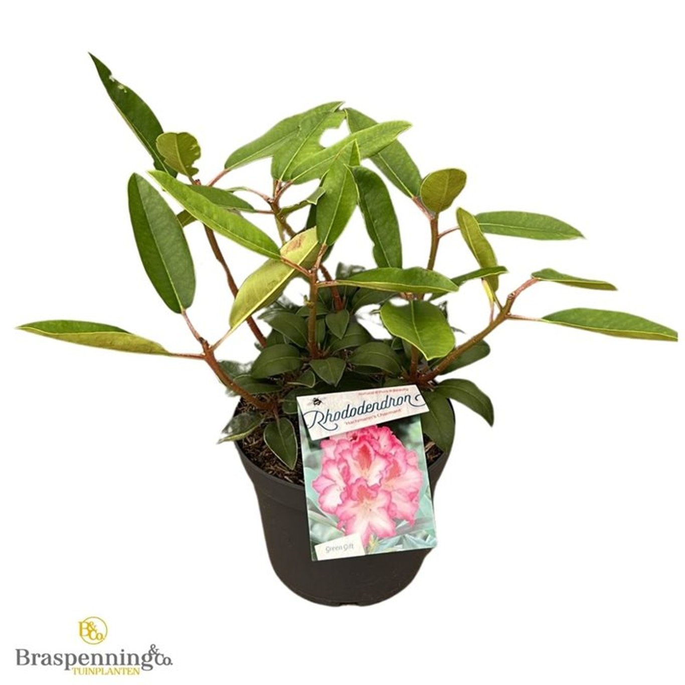 Rhododendron – Rhododendron 'Hachmann's Charmant' - C5 30-40 CM